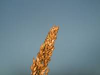 IMG 4581