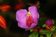 IMG_5214 Elegante
