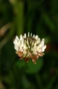 IMG_5221 Agrupados
