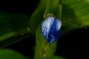 IMG_5279 Tristeza