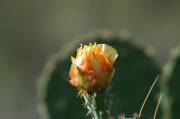 delahuasteca