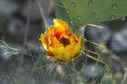 img_3547 La abeja protegida por la belleza