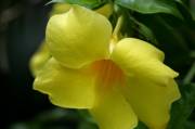 HG7J0049 Tunel de nectar
