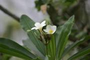 HG7J0253 Delicadeza