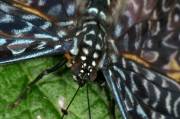 IMG_5433v2