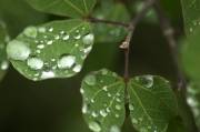 CRW_4454