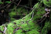 IMG_5181v2